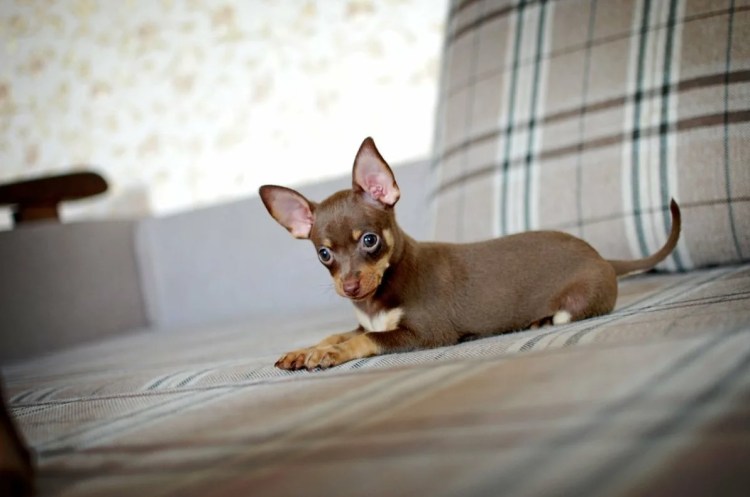 Карликовый той терьер