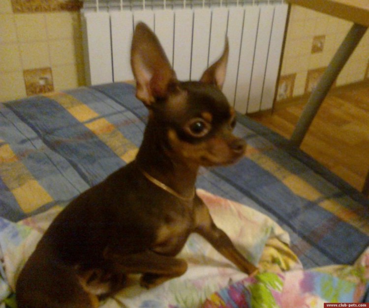 Собака Шуры