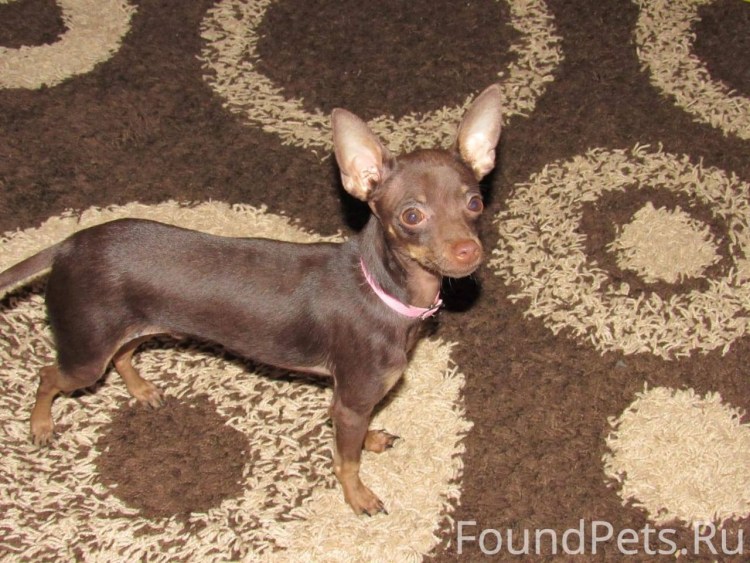 Той терьер стандарт шоколадный