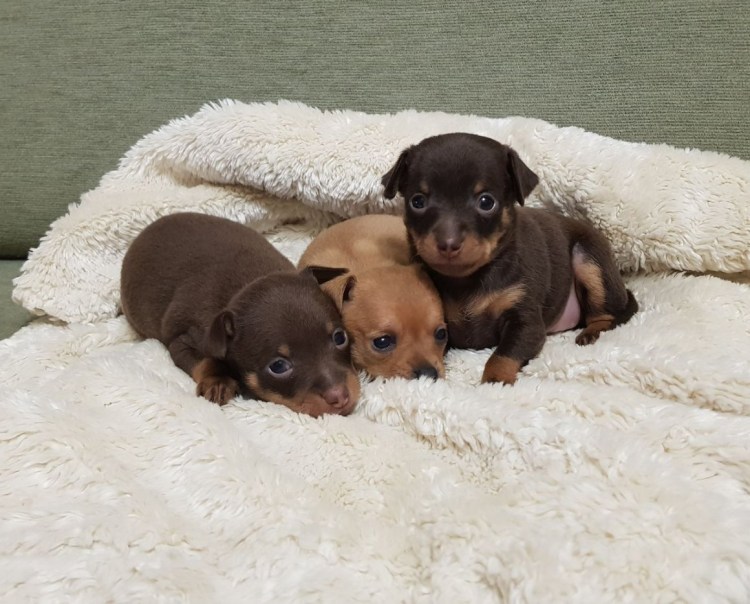 Щенки той терьера шоколадные