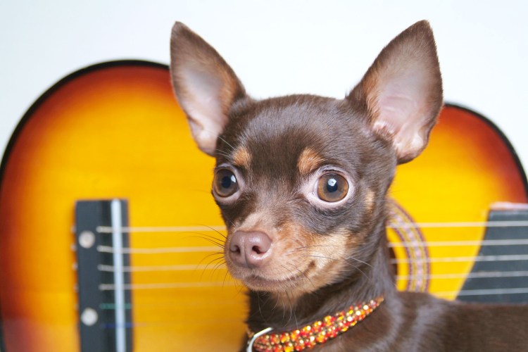 Той терьер длинношерстный