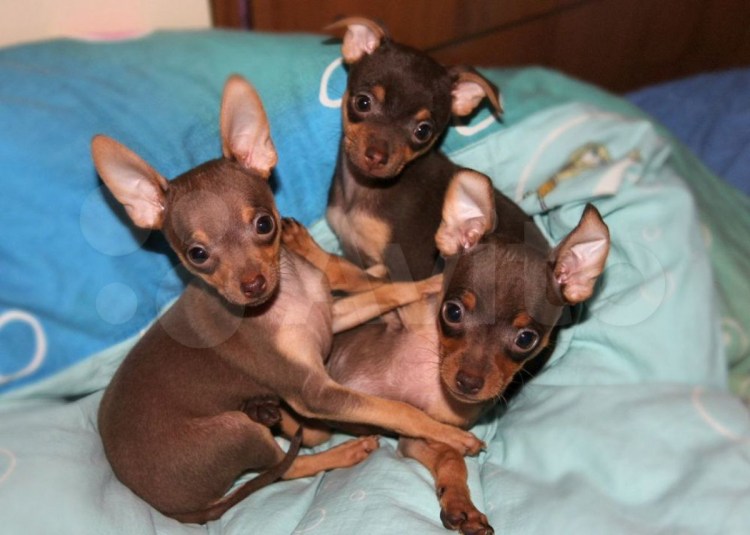 Молочный той терьер мини