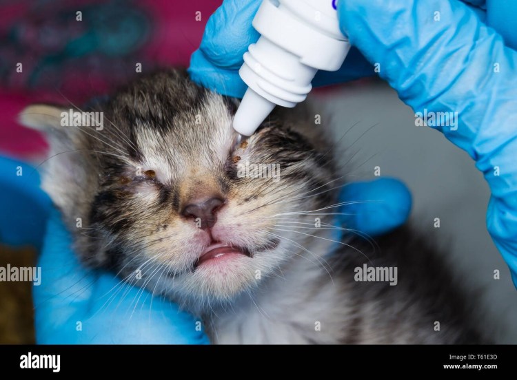 Чем протирать глаза котенку