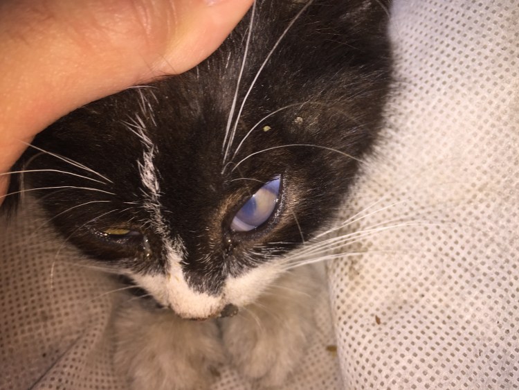 Бриллиантовые глаза, капли глазные, 10 мл