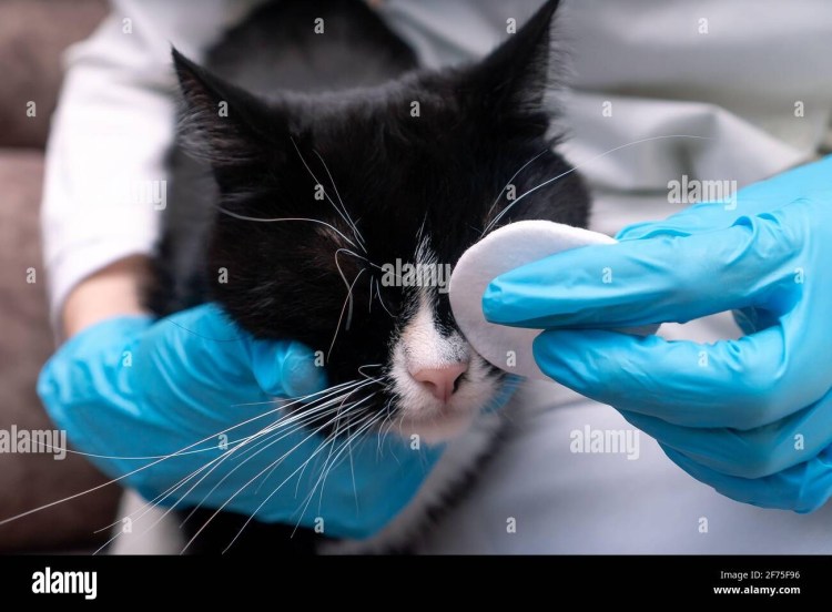 Каким чаем промывать глаза кошке