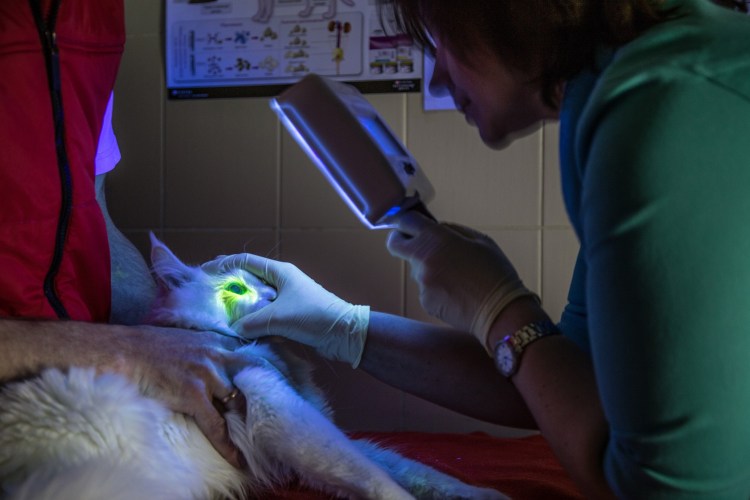 Как закапать капли в глаза кошке