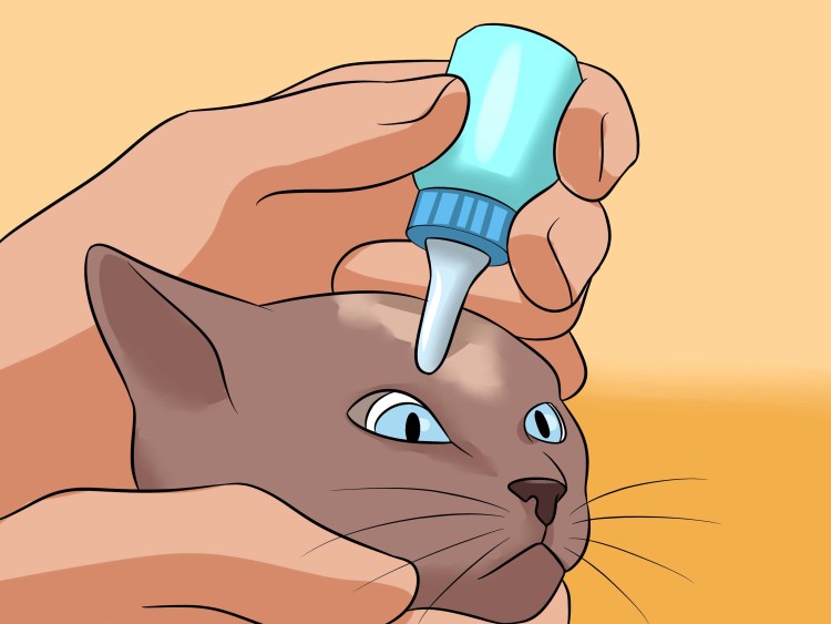 Котики с больными глазами