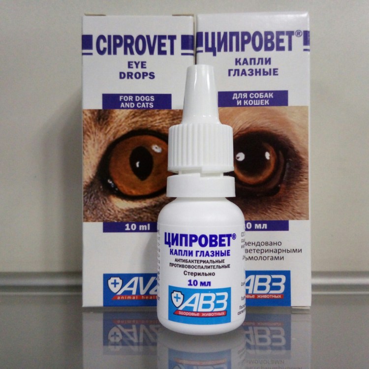 Офтальмология животных