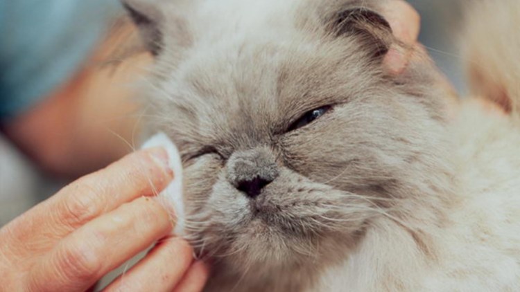 Капли от коньюктивита для кошек