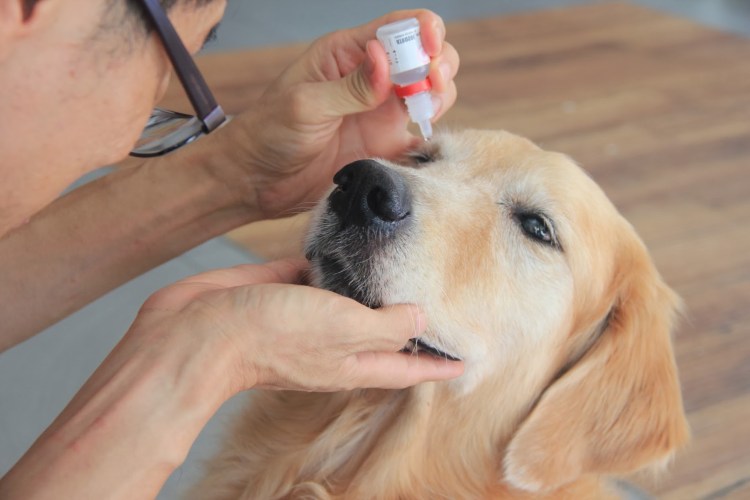 Фолликулярный конъюнктивит у кошек