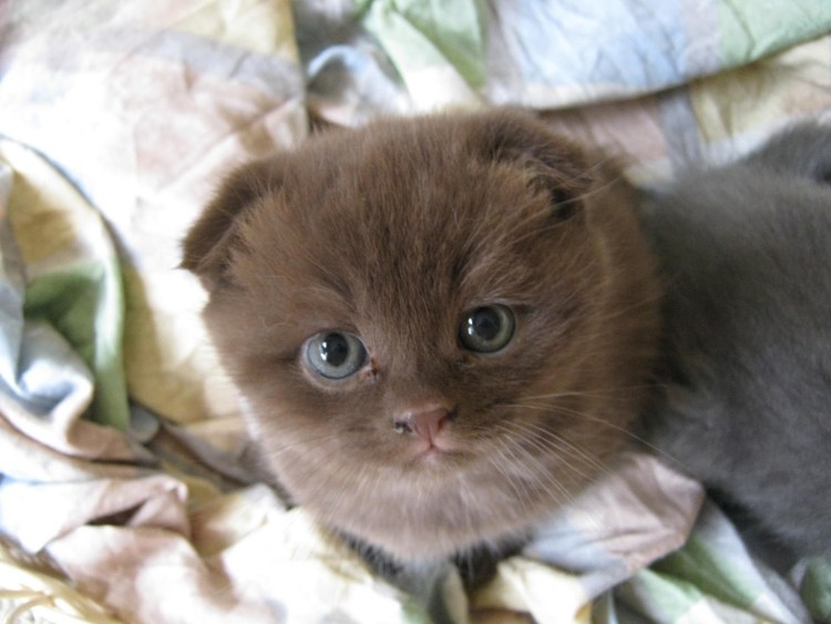 Ветврач кошка глаза