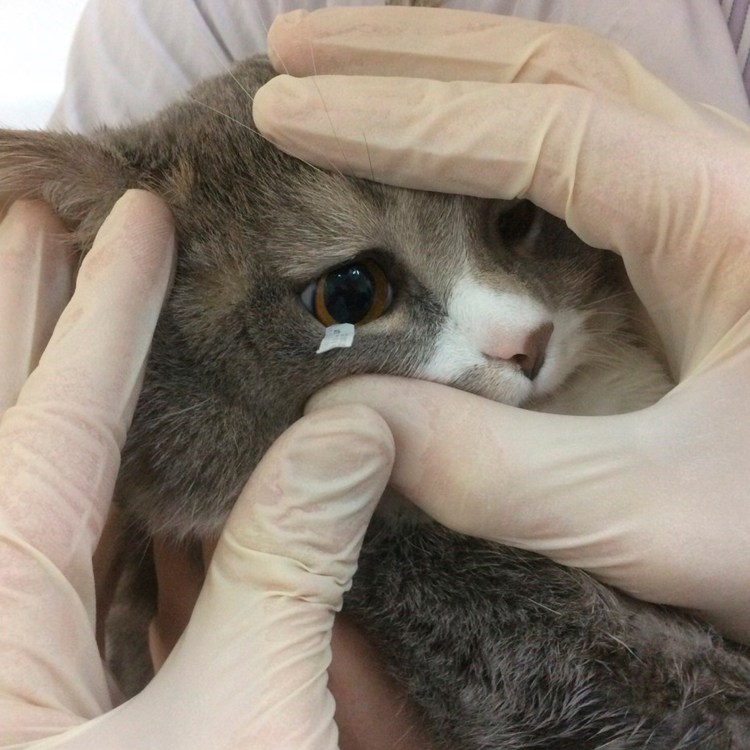 Как промыть глаз коту чаем