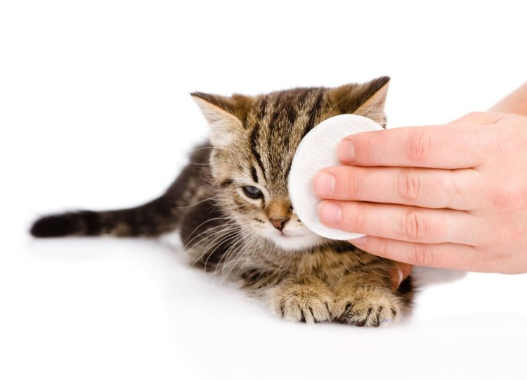 Конъюнктивальная полость у кошек