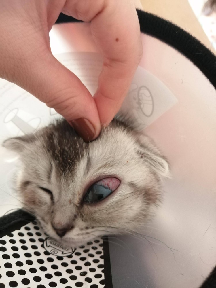 Салфетки для протирания глаз кошкам