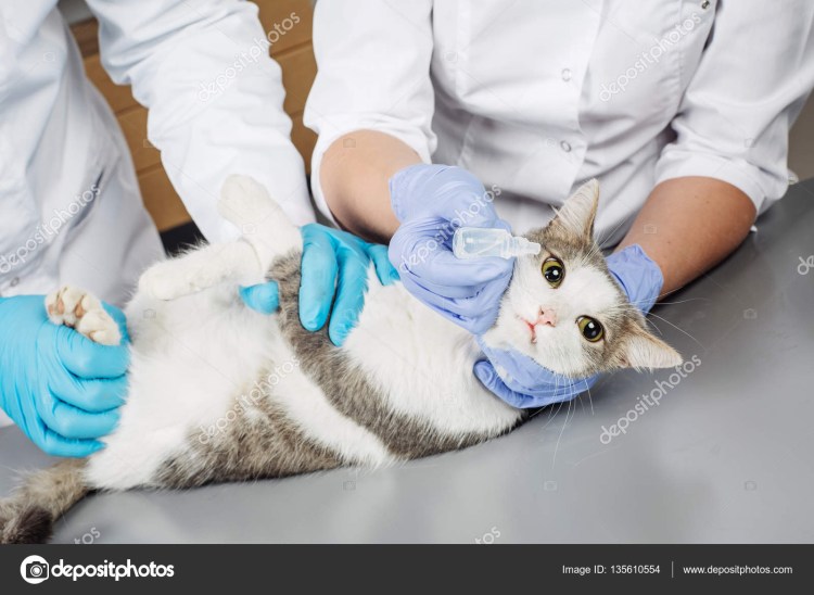 Промывание глаз у животных