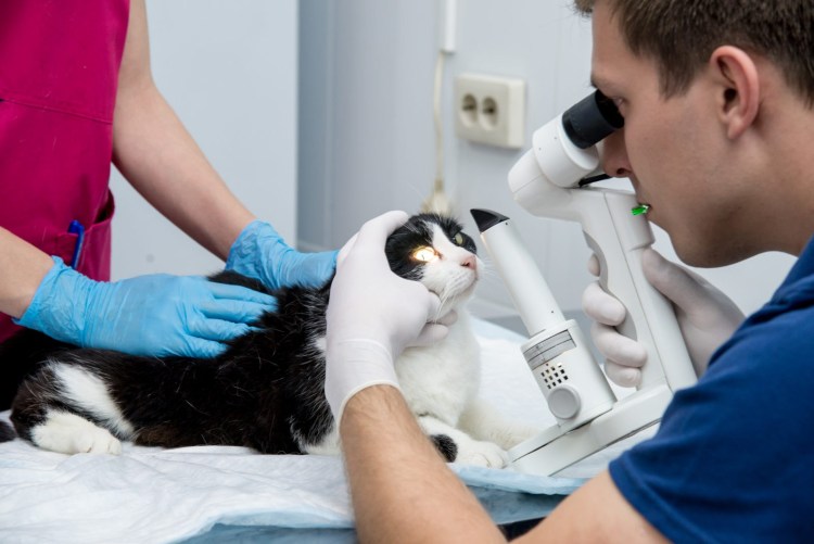 Офтальмология животных