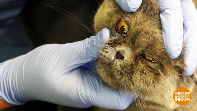 Флегмонозный конъюнктивит у кота