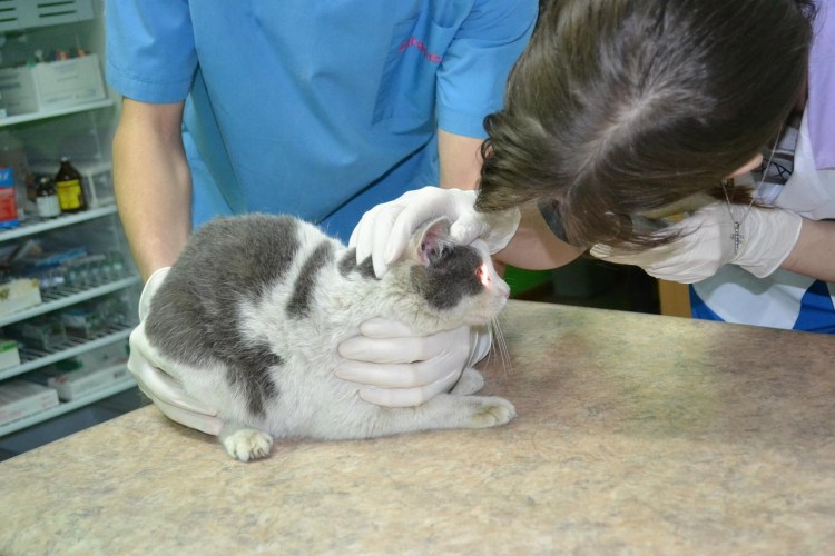 Конъюнктивит у животных