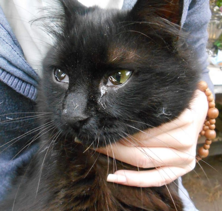 Закапывать в глаза коту лекарства