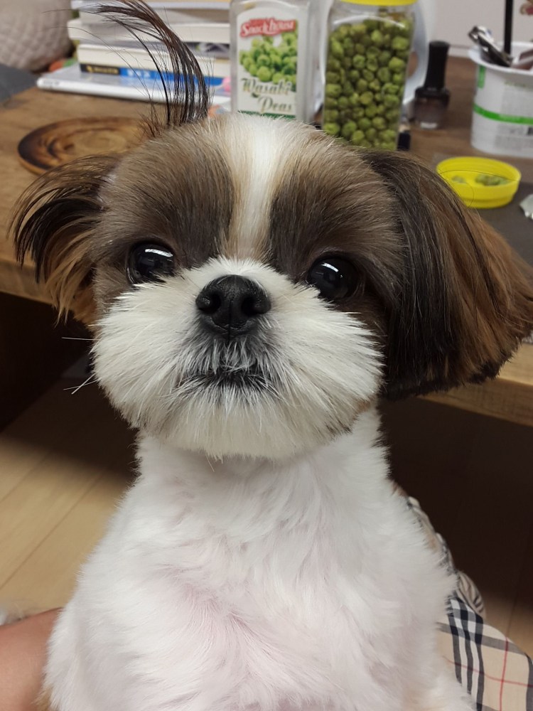 Ши тцу короткая стрижка