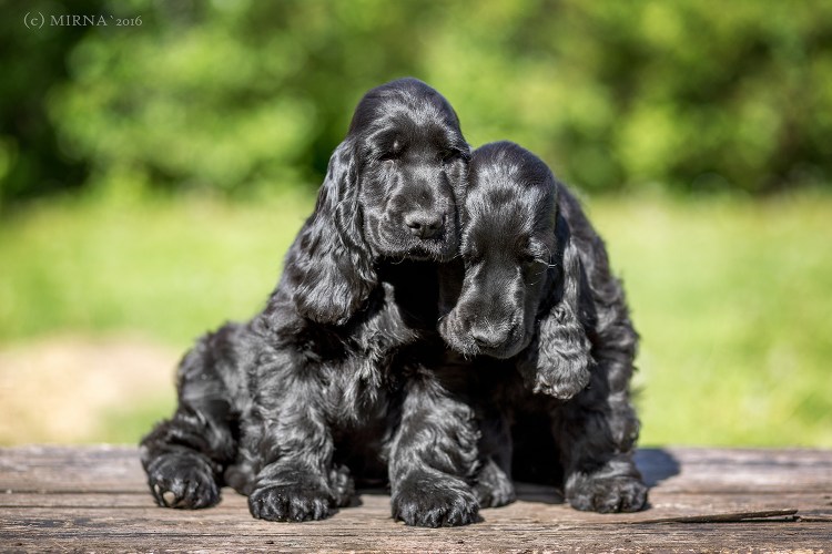 Кокер спаниель щенок черный