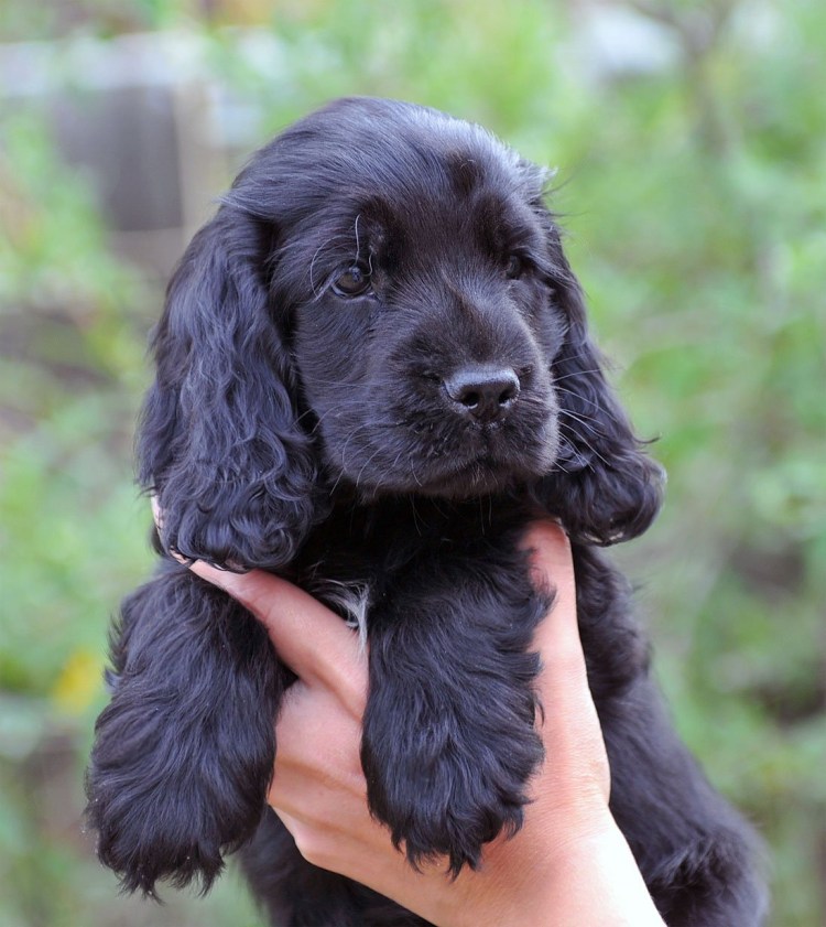 Кокер спаниель черный