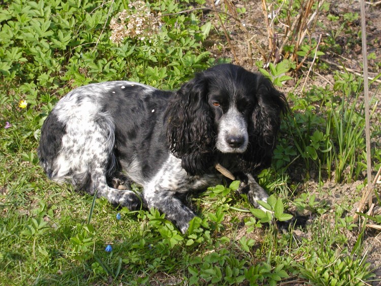 Русский охотничий спаниель