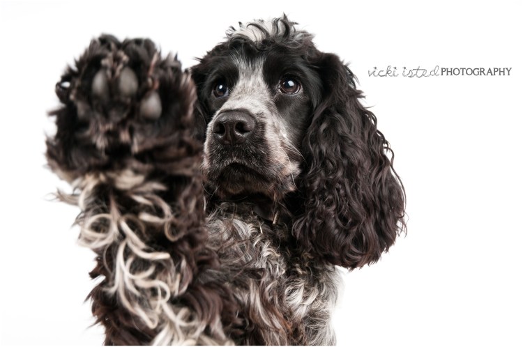 Русский охотничий спаниель