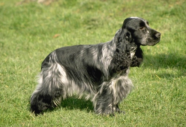 Русский охотничий спаниель черный с белым