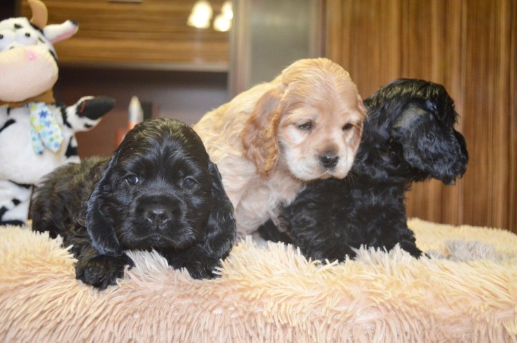 Английский кокер-спаниель