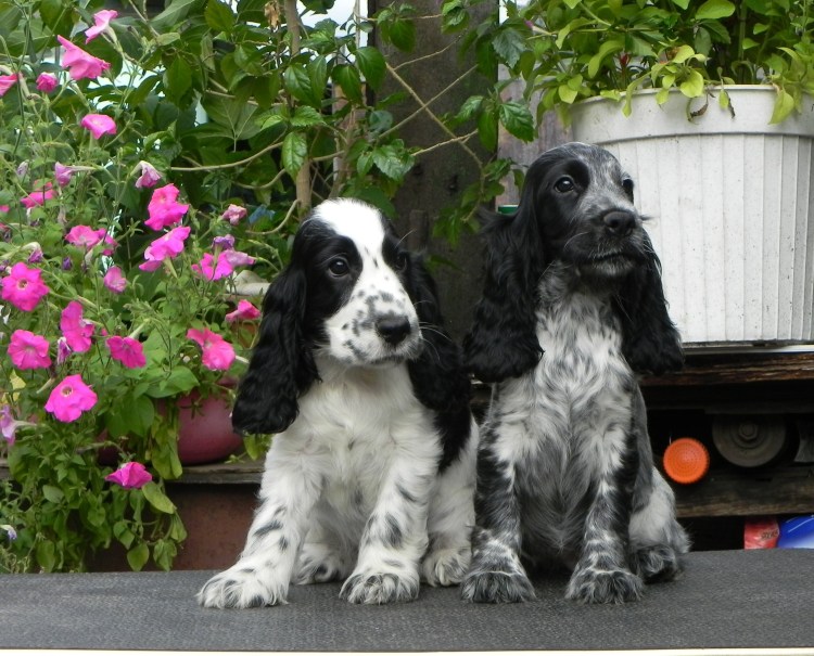 Английский кокер спаниель крапчатый