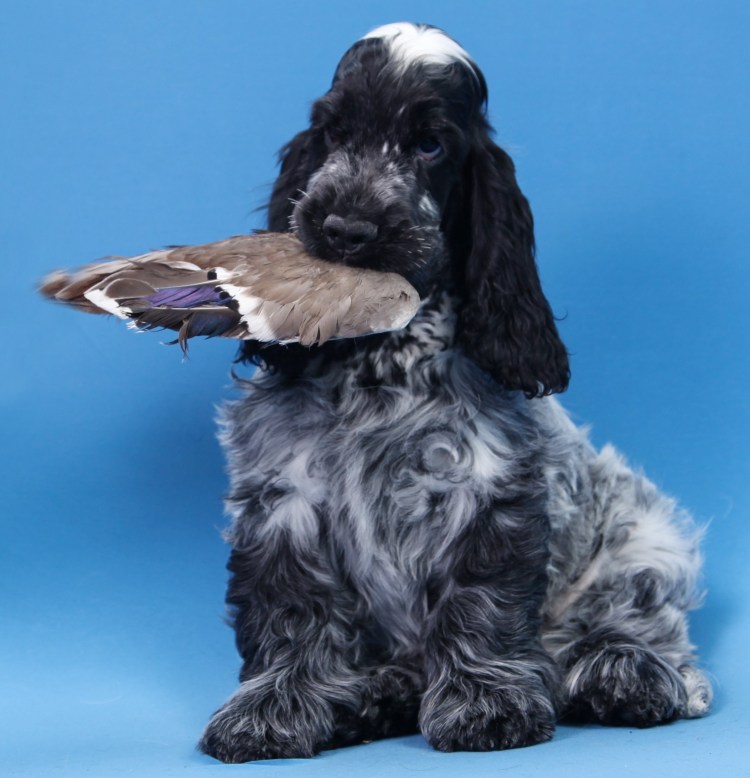 Кокер спаниель чало голубой