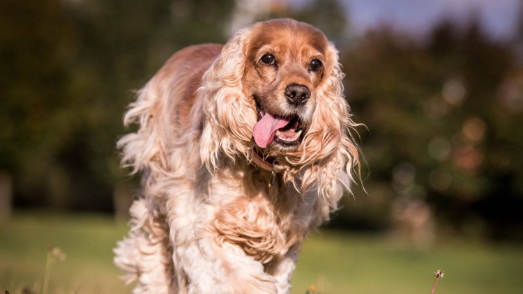 Английский кокер-спаниель