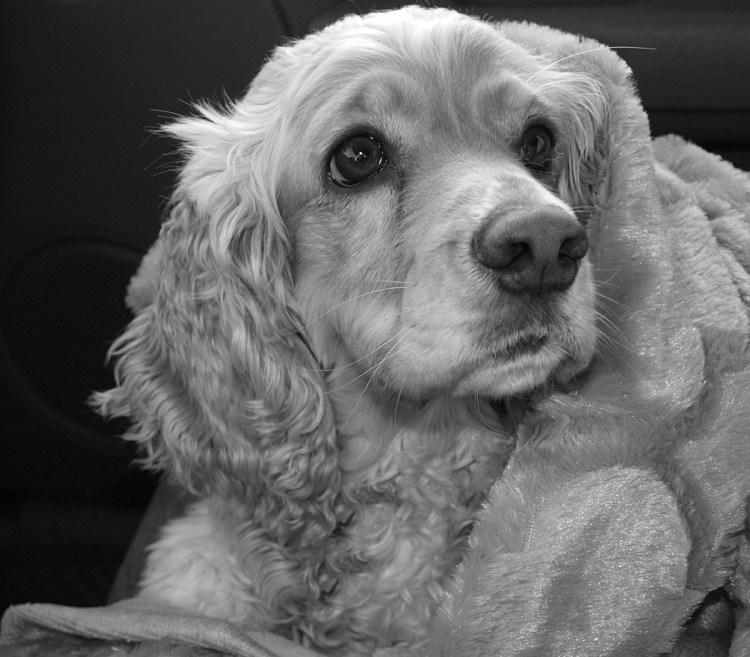 Английский кокер-спаниель