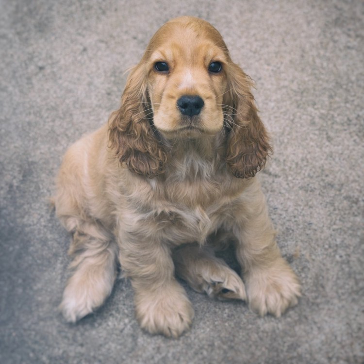 Английский кокер-спаниель