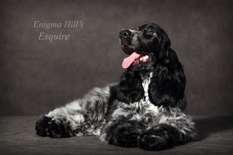 Чалый кокер спаниель