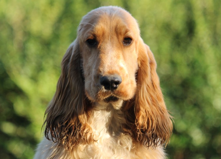 Английский спрингер-спаниель