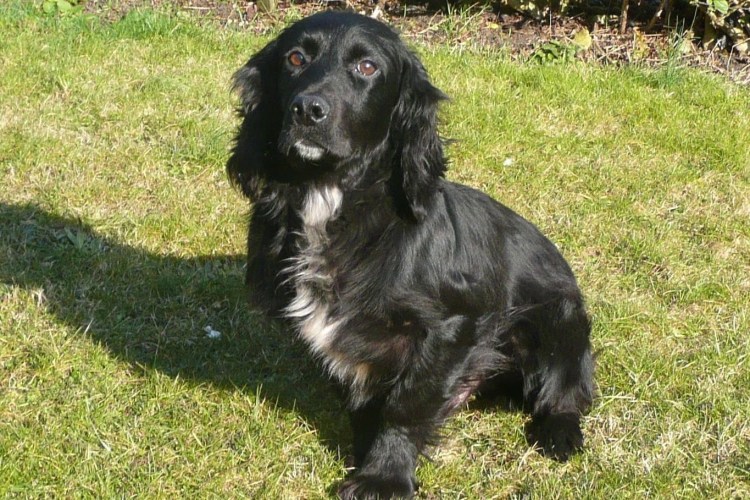 Русский кокер спаниель