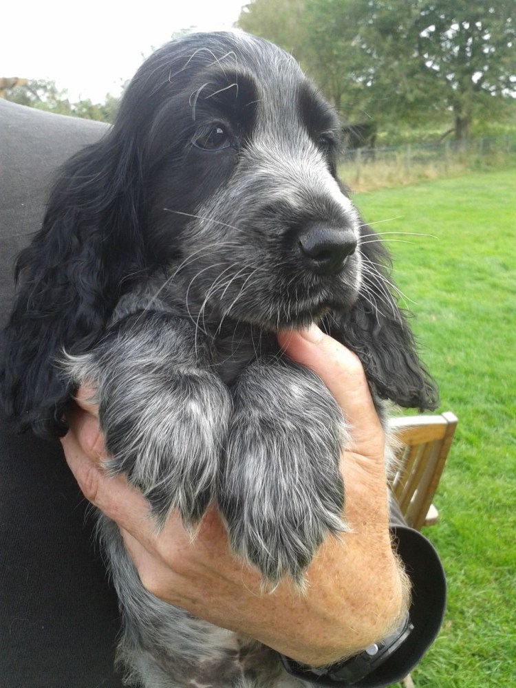 Кокер спаниель русский охотничий