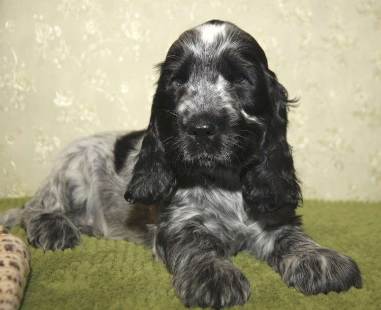 Английский кокер спаниель серый