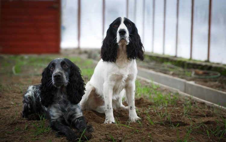 Кокер спаниель бело рыжий