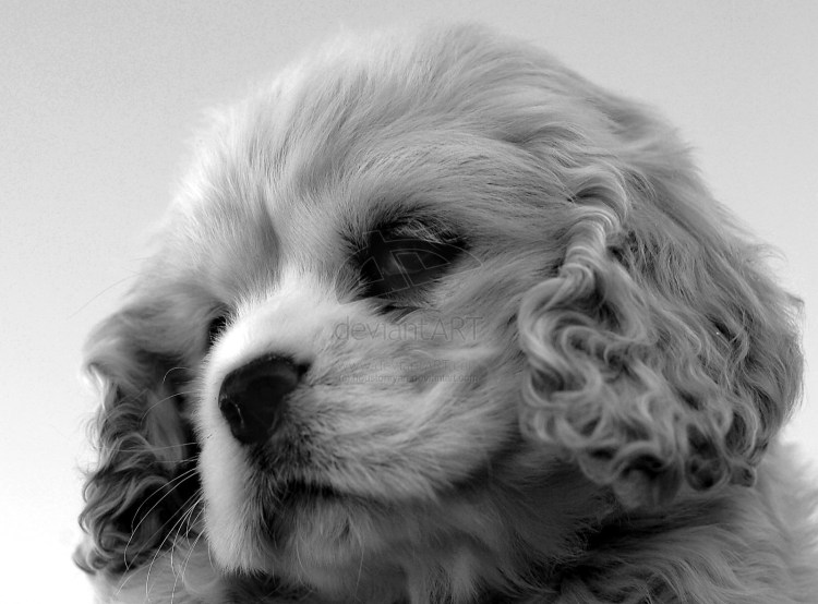 Кокер спаниель белый