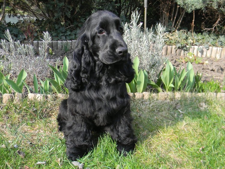 Американский спрингер спаниель