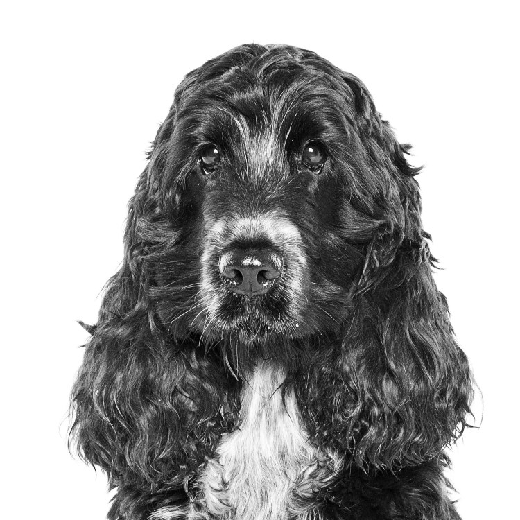 Кокер спаниель чëрно белое