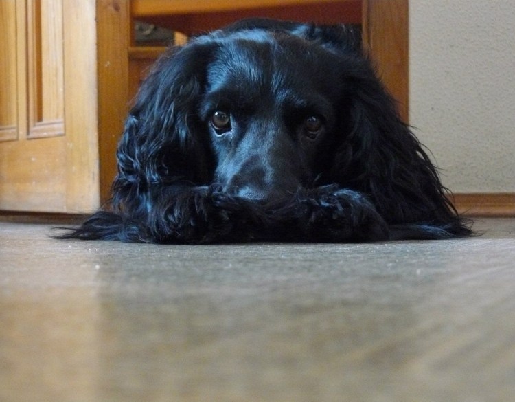 Жесткошерстный спаниель