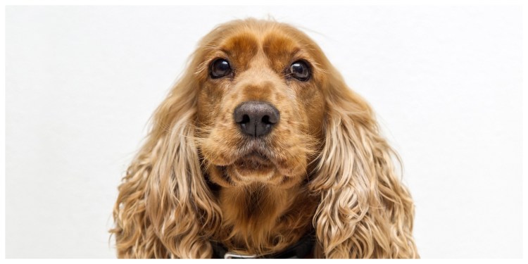 Русский кокер спаниель