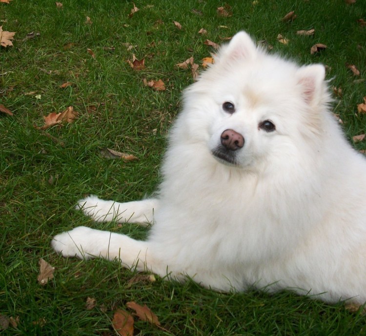 Эскимосский карликовый шпиц