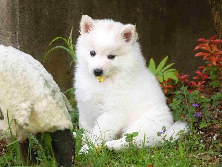 Амереканциц эксеимоский щпий