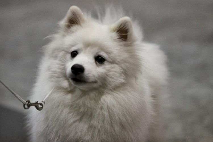 Американский эскимосский шпиц