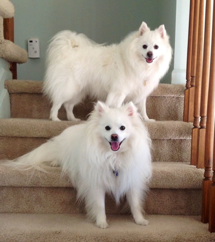 Американский эскимосский шпиц Toy